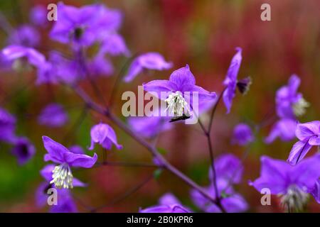 Thalictrum delavayi, Persicaria amplexicaulis Orange Feld im Hintergrund, lila Blumen, Blume, Blüte, blühend, gemischte Pflanzschema, Kombination Stockfoto