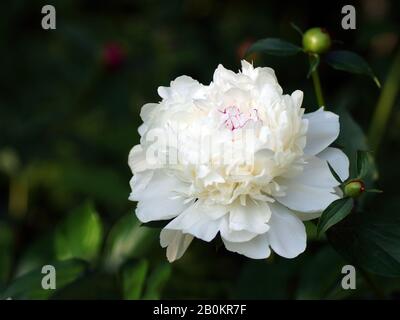 Pfingstrose Festiva Maxima. Doppelte weiße Pfingstrose. Paeonia lactiflora (Chinesische Pfingstrose oder gemeinsamen Garten päonie). Stockfoto