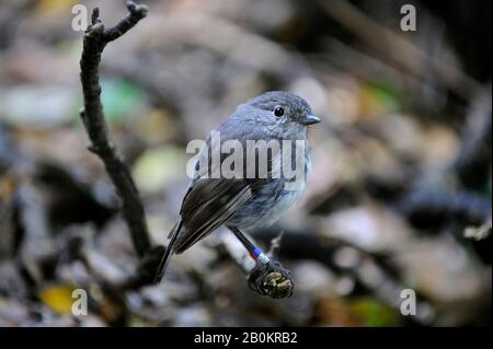 NEUSEELAND, SÜDINSEL, MARLBOROUGH SOUNDS, MOTUARA ISLAND, NEW ZEALAND ROBIN (PETROICA AUSTRALIS) Stockfoto