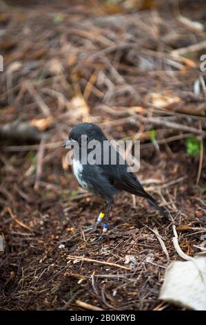 NEUSEELAND, SÜDINSEL, STEWART ISLAND, ULVA ISLAND, VOGELSCHUTZGEBIET, NEW ZEALAND ROBIN (PETROLICA AUSTRALIS) Stockfoto