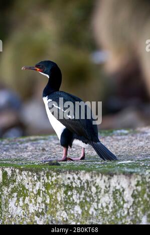 NEUSEELAND, UNTER-ANTARKTIS, CAMPBELL ISLAND, CAMPBELL ISLAND SHAG Stockfoto