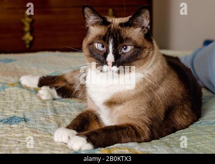 Twinkie, eine Erwachsene Siamese-Schneeschuhkatze, legt sich am 29. März 2019 in Coden, Alabama, auf ein Bett. Stockfoto