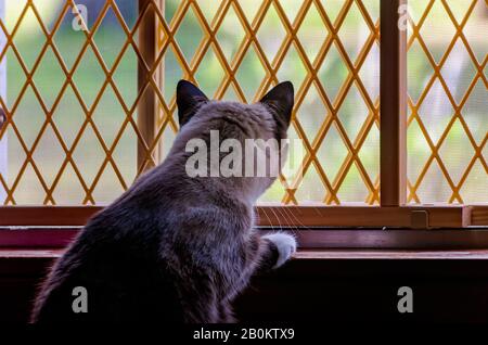 Twinkie, eine Siamkatze, blickt auf ein Fenster, das durch ein Sicherheitstor geschützt ist, 24. Dezember 2015, in Coden, Alabama. Stockfoto
