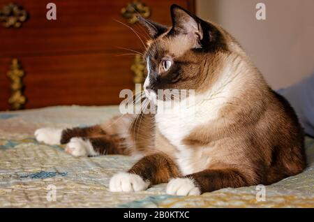 Twinkie, eine Erwachsene Siamese-Schneeschuhkatze, legt sich am 29. März 2019 in Coden, Alabama, auf ein Bett. Stockfoto