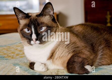 Twinkie, eine Erwachsene Siamese-Schneeschuhkatze, legt sich am 29. März 2019 in Coden, Alabama, auf ein Bett. Stockfoto