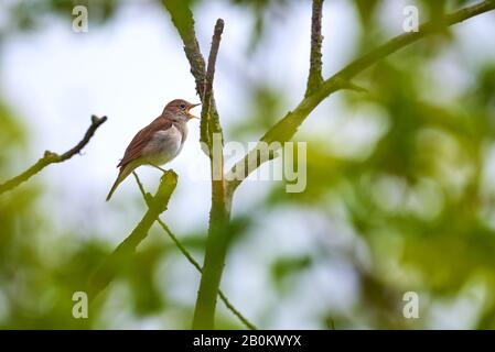 Gemeinsamer Nachtigall (Luscinia megarhynchos) Gesang Stockfoto