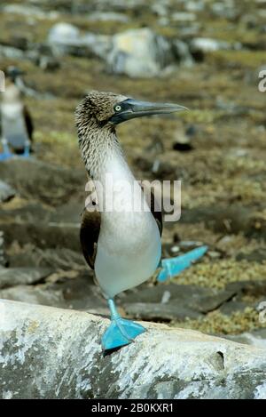 GALAPAGOS INSELN, KAPUZENINSEL BLAU-FÜSSIG BUBY, PAARUNGSTANZ Stockfoto