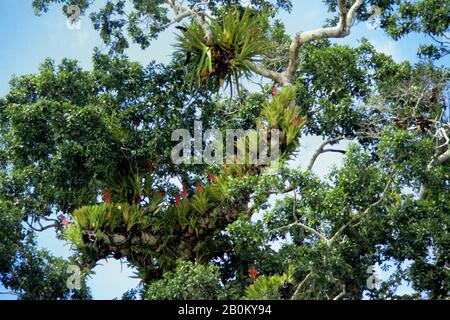 Bromelia amazonas regenwald -Fotos und -Bildmaterial in hoher Auflsung   Alamy