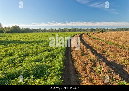 Erdnussernte, John Deere-Traktor, der Erdnussernte "Arachis hypogäa" invertiert. Georgia Greens Variety. Stockfoto