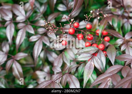 Pflanzen und Bäume finden sich in einer Vielzahl von Formen, Größen, Farben und Texturen in unserer natürlichen Welt. Stockfoto