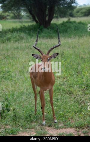 Grants Gazelle männlicher Bock beobachtet sorgfältig nach Raubtieren in Serengeti in Tansania, Afrika vertikal Stockfoto