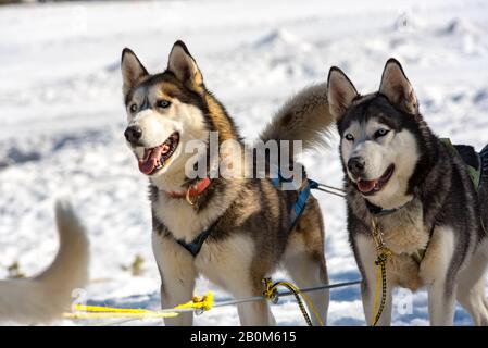 Die Schlitten, die von Hunden in der verschneiten Landschaft Grau Roig, Encamp, Andorra gezogen werden. Stockfoto