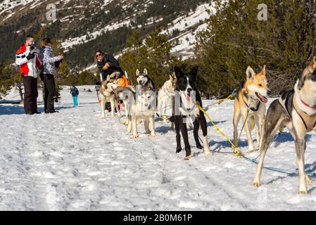 Die Schlitten, die von Hunden in der verschneiten Landschaft Grau Roig, Encamp, Andorra gezogen werden. Stockfoto