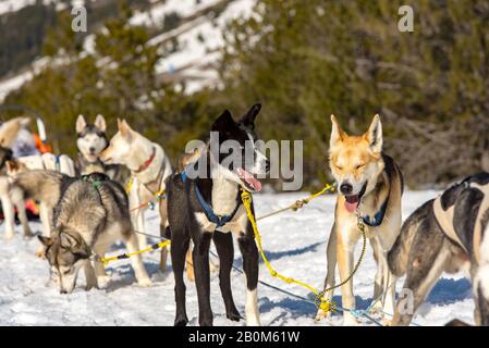 Die Schlitten, die von Hunden in der verschneiten Landschaft Grau Roig, Encamp, Andorra gezogen werden. Stockfoto