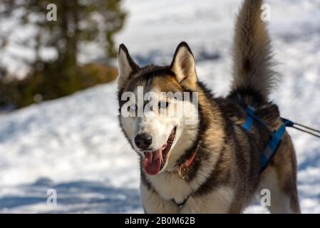 Die Schlitten, die von Hunden in der verschneiten Landschaft Grau Roig, Encamp, Andorra gezogen werden. Stockfoto