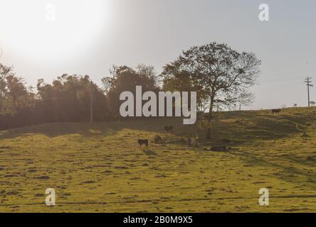Einige Kühe ruhen im Schatten eines Baumes auf abschüssigem Gelände auf einer Rinderfarm in Brasilien. Heißer Sommertag im Süden lateinamerikas. Ländliche Landschaft. Stockfoto