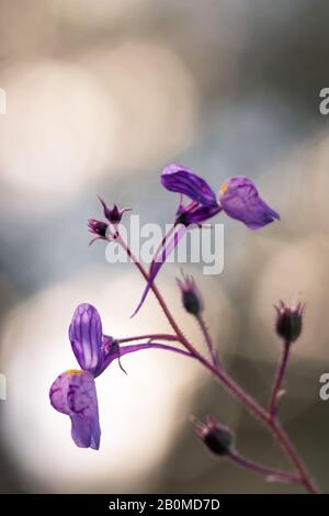 Blühender Krimson Toadflachs (Linaria incarnata) in hellen Rückenflauben. Foto aufgenommen in Castelo Branco, Portugal Stockfoto