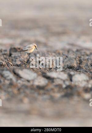 Ein Isabelliner Würger (Lanius isabellinus) auch bekannt als Daurian Würger, thront auf einem Akazienbaum, Kutch Region, Gujarat, Indien. Stockfoto