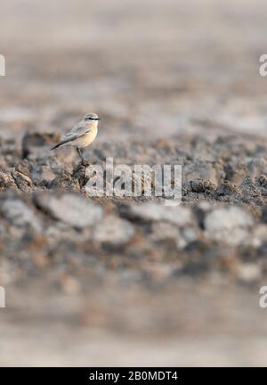 Ein Isabelliner Würger (Lanius isabellinus) auch bekannt als Daurian Würger, thront auf einem Akazienbaum, Kutch Region, Gujarat, Indien. Stockfoto