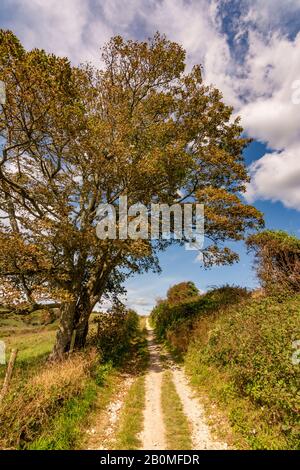 Bridleway geht tief Unten zum Cissbury Ring im South Downs National Park, West Sussex, England, Großbritannien. Stockfoto