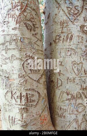 Seit Alters her haben Liebhaber ihre Initialen in Bäumen als permanenten Ausdruck ihrer Liebe gehauen - auch als Arborglyphen bekannt. Stockfoto