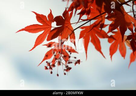 Schöne rote japanische Ahorn Blätter kontrastieren schön mit den weichen Wolken im pastellblauen Himmel. Stockfoto