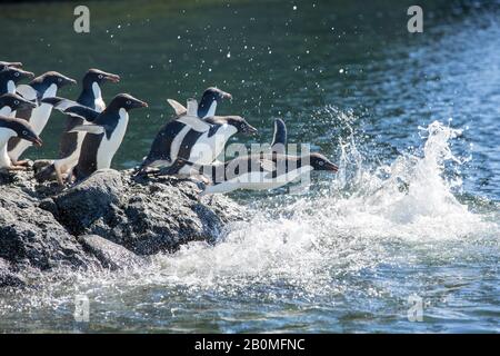 Adelie Penguins tauchen in einer Gruppe vor Eden Rocks, Weddell Sea, Antarktis. Stockfoto