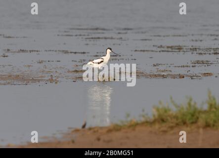 Nahaufnahme eines seltenen Waders mit einem langen, dünnen, nach oben gebogenen Schnabel. Stark gefährdete Arten in der natürlichen Umgebung. Indien. Pied Avocet, Stockfoto