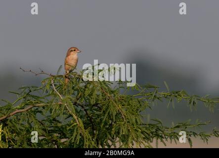 Ein Isabelliner Würger (Lanius isabellinus) auch bekannt als Daurian Würger, thront auf einem Akazienbaum, Kutch Region, Gujarat, Indien. Stockfoto