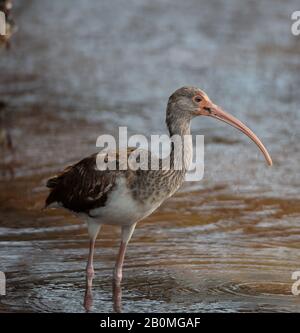 Ein unreifer weißer Ibis (Eudocimus albus) steht im Flachwasser am Ufer des Long Key State Park in den Florida Keys, Layton, Florida Stockfoto