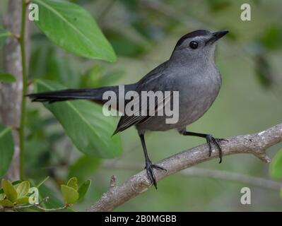 Ein wunderschöner grauer Catbird (Dumetella carolinensis) liegt auf einem Ast in den Büschen von Tavernier, Florida Stockfoto