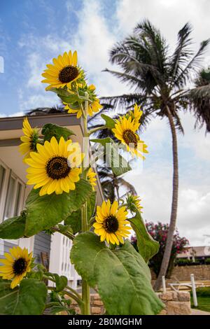 Sonnenblume in cabo verde ilha do sal Hotel belorizonte Stockfoto