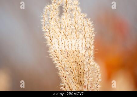 Nahaufnahme des japanischen Pampagrases im Herbst 2019, Japan. Stockfoto