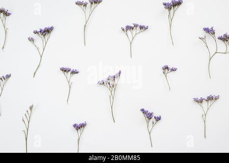 Getrocknete Blumen auf weißem Hintergrund, Herbst-Wohnung mit Tapete, Draufsicht Stockfoto
