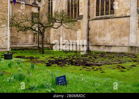 19/02/2020, Cambridge, England. Am Montag, den 17. Februar, zerrissen die Demonstranten Des Extinction Rebellion den Rasen vor dem Trinity College in Cambridge. Foto von Mark Bullimore Stockfoto