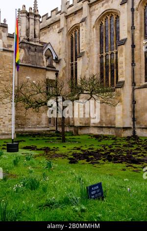 19/02/2020, Cambridge, England. Am Montag, den 17. Februar, zerrissen die Demonstranten Des Extinction Rebellion den Rasen vor dem Trinity College in Cambridge. Foto von Mark Bullimore Stockfoto