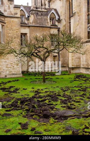 19/02/2020, Cambridge, England. Am Montag, den 17. Februar, zerrissen die Demonstranten Des Extinction Rebellion den Rasen vor dem Trinity College in Cambridge. Foto von Mark Bullimore Stockfoto