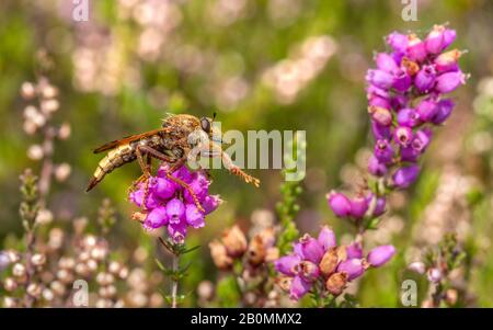 Eine wundervolle Inch-lange Hornet-Räuberfliege (Asilus crabroniformis), die auf Heide jagt! Stockfoto