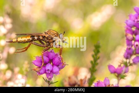 Eine wundervolle Inch-lange Hornet-Räuberfliege (Asilus crabroniformis), die auf Heide jagt! Stockfoto