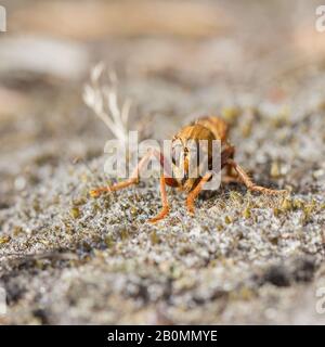 Eine wundervolle Inch-lange Hornet-Räuberfliege (Asilus crabroniformis), die auf Heide jagt! Stockfoto