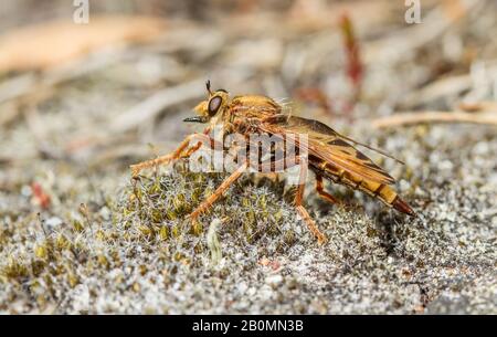 Eine wundervolle Inch-lange Hornet-Räuberfliege (Asilus crabroniformis), die auf Heide jagt! Stockfoto