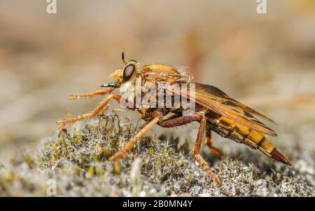 Eine wundervolle Inch-lange Hornet-Räuberfliege (Asilus crabroniformis), die auf Heide jagt! Stockfoto