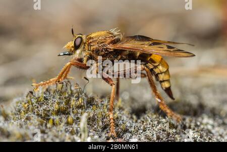 Eine wundervolle Inch-lange Hornet-Räuberfliege (Asilus crabroniformis), die auf Heide jagt! Stockfoto