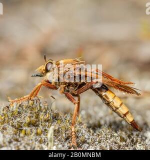 Eine wundervolle Inch-lange Hornet-Räuberfliege (Asilus crabroniformis), die auf Heide jagt! Stockfoto