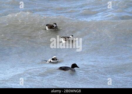 Lange Getaillte Ducks tauchen in Wellen nach Nahrung Stockfoto