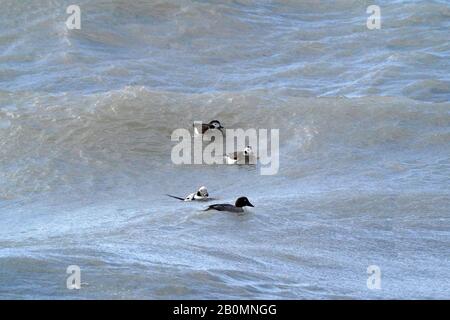 Lange Getaillte Ducks tauchen in Wellen nach Nahrung Stockfoto