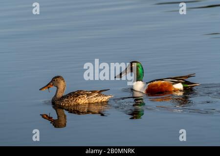 Ein männliches (drake) und weibliches Northern Shoveler (Spatula clypeata) schwimmen im Wasser im Merritt Island National Wildlife Refuge in Florida, USA. Stockfoto