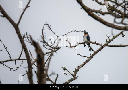 Treeswift, Chinnar Wildlife Sanctuary ist ein einzigartiges Schutzgebiet in der Regenschattenregion am Osthang der Westghats Stockfoto