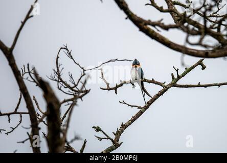 Treeswift, Chinnar Wildlife Sanctuary ist ein einzigartiges Schutzgebiet in der Regenschattenregion am Osthang der Westghats Stockfoto