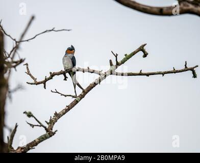 Treeswift, Chinnar Wildlife Sanctuary ist ein einzigartiges Schutzgebiet in der Regenschattenregion am Osthang der Westghats Stockfoto